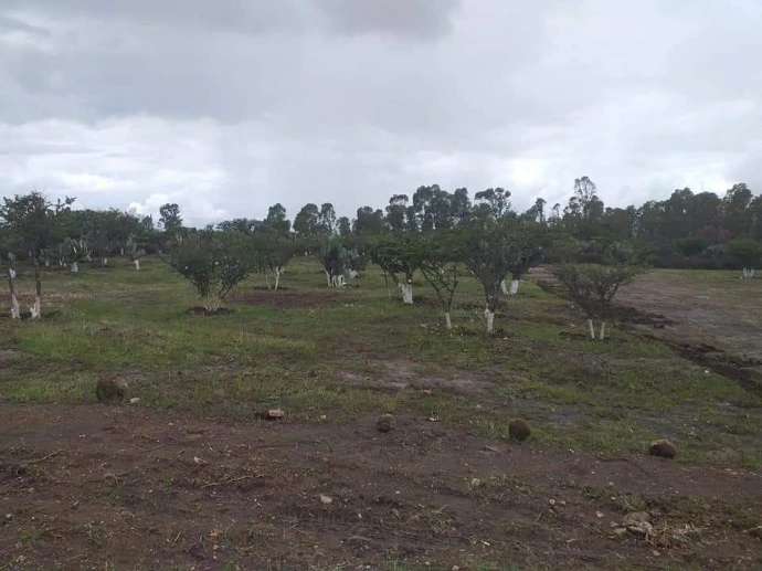 Áreas verdes rodeando los terrenos cerca de la presa.